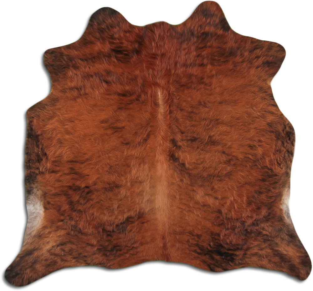 Medium Brindle 2 - 3 M Grade A