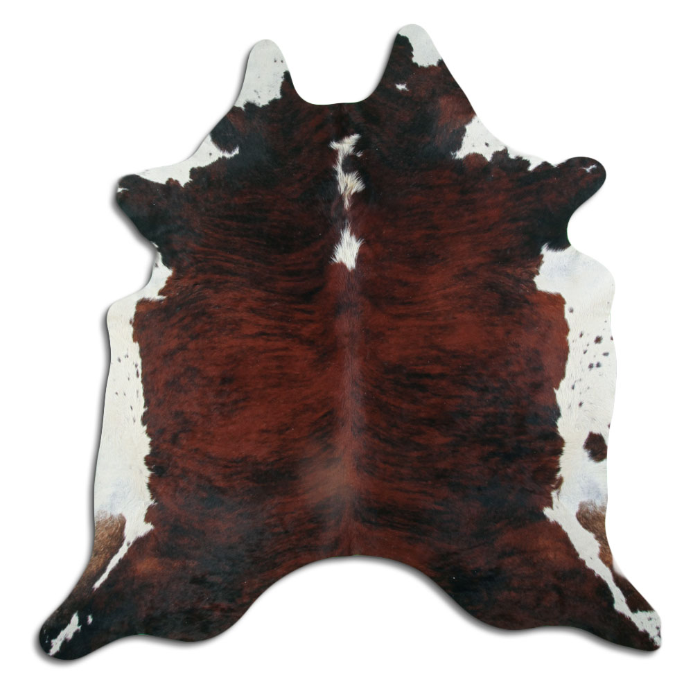 Exotic White Belly Backbone 3 - 4 M Grade A