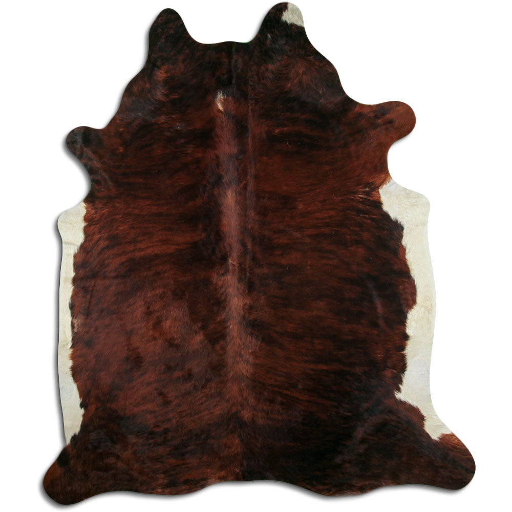 Exotic White Belly Backbone 3 - 4 M Grade A